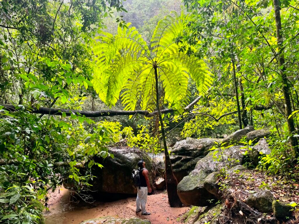giant-fern