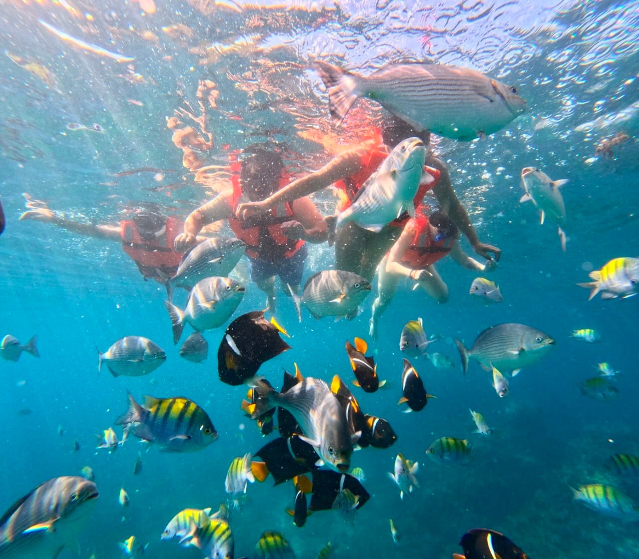 Snorkelers exploring clear water beside Los Arcos in Puerto Vallarta